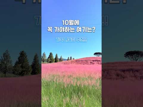 10월에 가족 , 연인과 함께 나들이가면 좋을 경남 합천에 위치한 신소양체육공원. 핑크뮬리와 인생샷 #가을여행 #대구근교 #경남투어