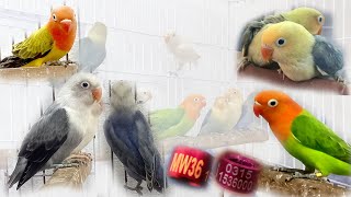 Visiting Lovebird Mutations Setup |Mutation Love bird Breeding Setup||Gujranwala Mutation Progress|