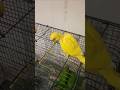 Yellow Ringneck Parrot 🦜Chicks 🐦✨#birds#parrot#viral#shorts