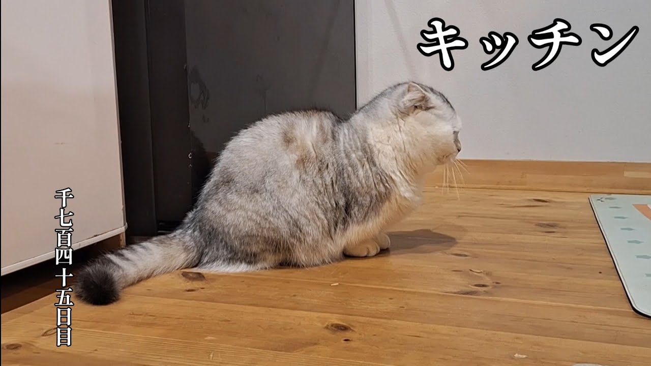 キッチン　こねこ成長日記　千七百四十五日目