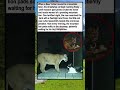 Moved from NYC to the woods. Cat found a new best friend: a mountain lion who waits at the door.