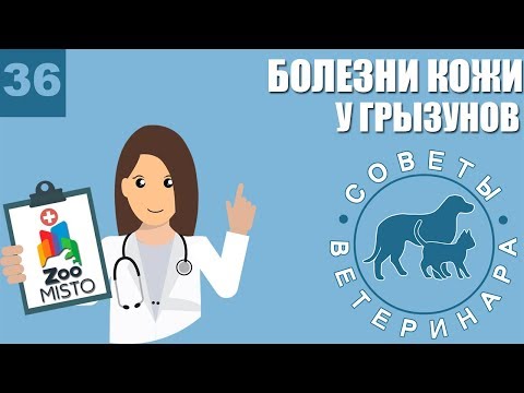Болезни кожи у грызунов | Симптомы болезней | Профилактика болезней | Советы Ветеринара