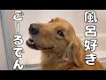 お風呂入る事を理解し自ら向かうお利口なゴールデンよもぎ
