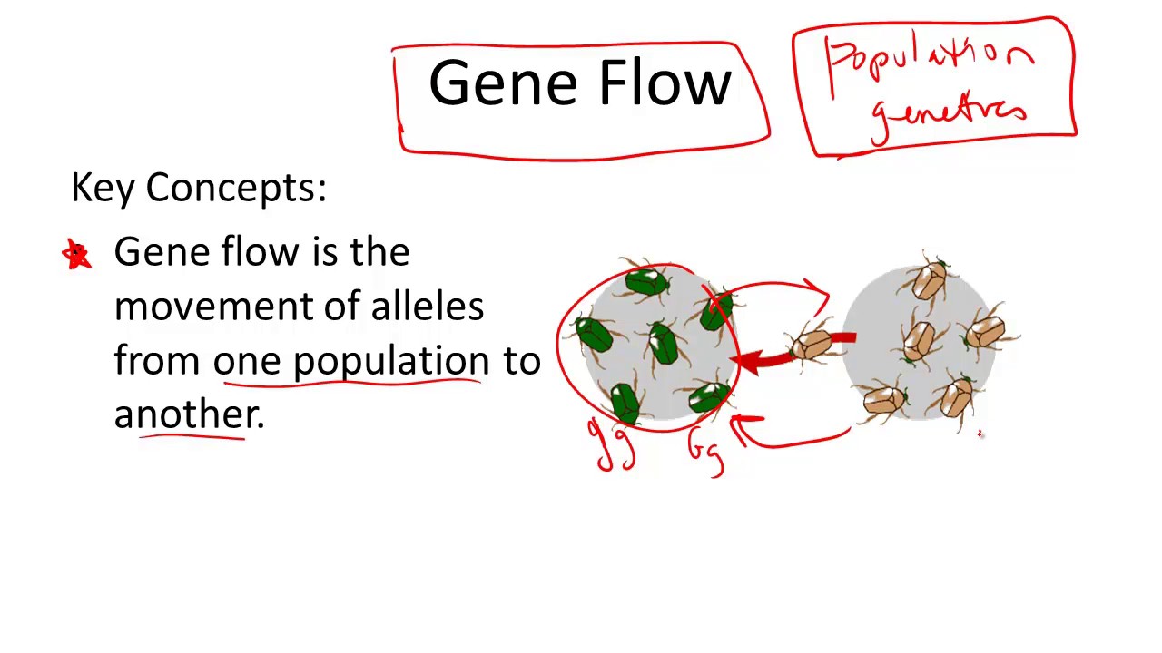 form a hypothesis that explains gene flow
