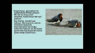 İnanan İnsanın Aldanmaması