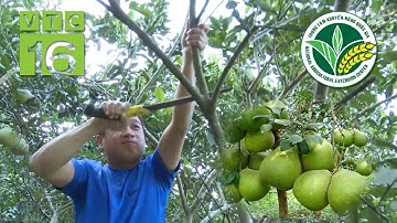 Cắt tỉa, tạo tán cây có múi thế nào mới đúng? | VTC16