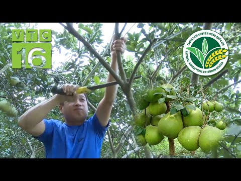 Video: Chăm sóc Cam quýt - Trồng cây có múi ở vùng khí hậu lạnh