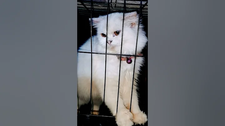 Video 10220671: kittycat, catlover, kitty