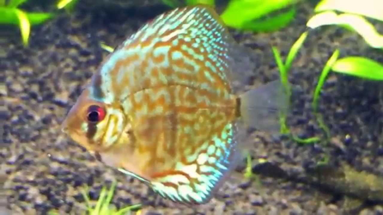 75 Gallon Planted Discus Tank First Look YouTube