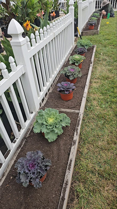 1st time planting Kale Cabbage in front of Garden East