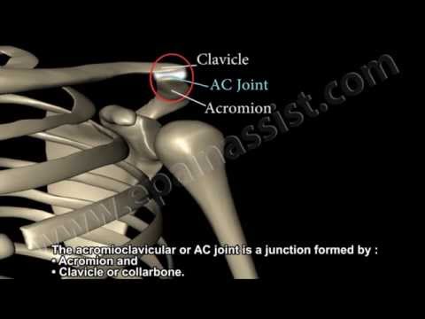 Shoulder Anatomy & Common Causes Of Shoulder Pain