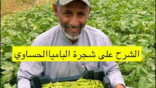 الشرح على شجرة الباميا الحساوي من البذرة الى الاثمر بيد المبدع المزارع المميز ابوسلمان