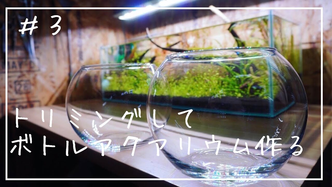 ボトルアクアリウム】グロッソスティグマを使ってミスト式でボトル