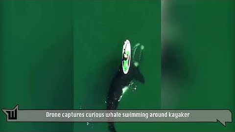 Drone captures curious whale swimming around kayaker