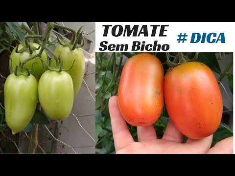 Vídeo: Tomates: Como Fazer Um Diagnóstico De Manchas