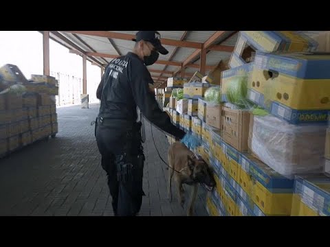 Ecuador | Miles de toneladas de cocaína llegan a Europa en contenedores de bananas
