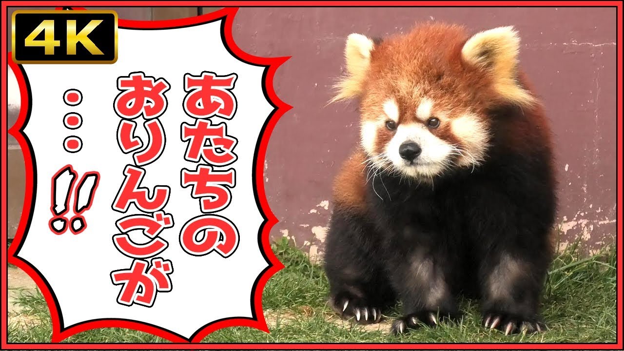 4k レッサーパンダ后 コウ ちゃんマルルくんと同居 アドベンチャーワールド Aws We Live With The Red Pandas Kou And Maruru Youtube