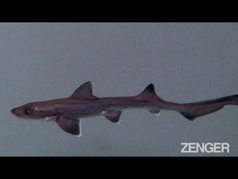 Miracle Baby Shark Born Even Though There Are No Males In The Tank