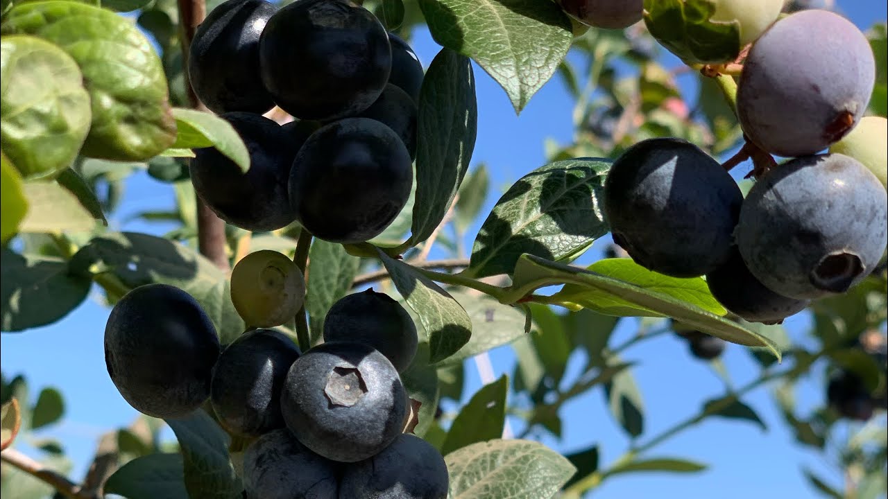 មកបេះប្លូបឺរីម្ដង 🫐