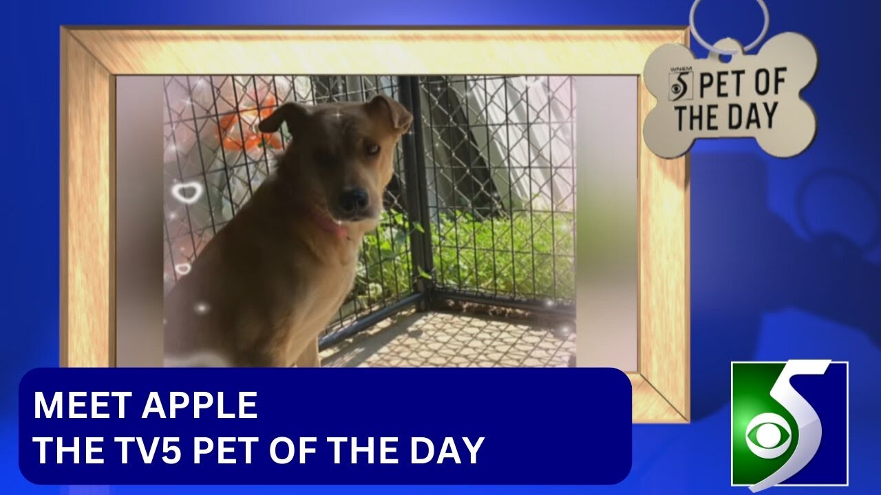 Meet the TV5 pet of the day - YouTube