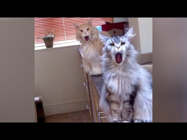ANIMAL SOUNDS so WEIRD youll be CONFUSED! - Super FUNNY ANIMAL VIDEOS