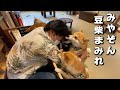 みやぞん、豆柴カフェで豆柴まみれになる