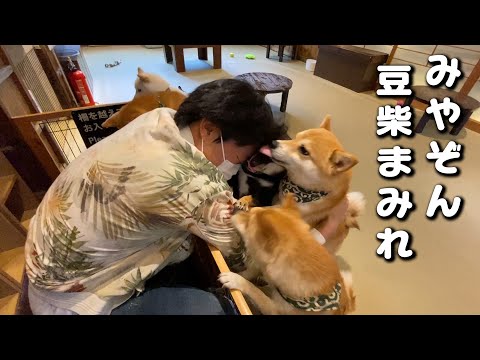 みやぞん、豆柴カフェで豆柴まみれになる
