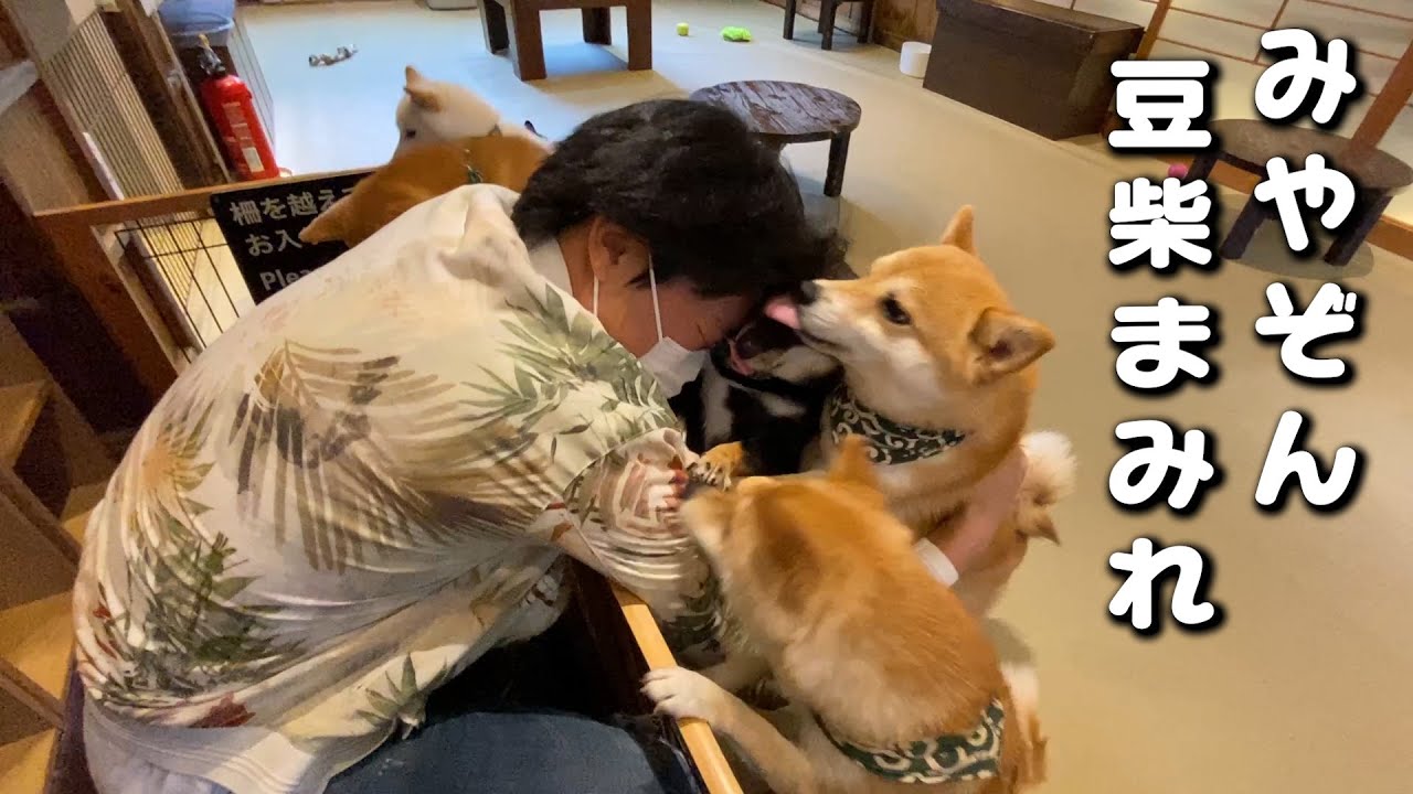 豆柴と柴犬 極小豆柴 小豆柴を比較して違いと魅力を知ろう Harutoの豆柴 Funブログ