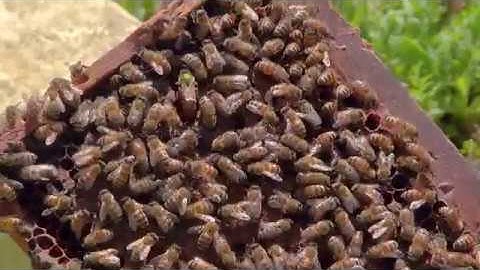 Prepare a Four-Frame Nuc