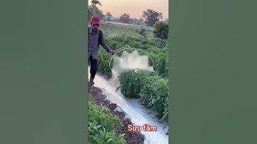 Vòi, béc phun thuốc bvtv hiệu quả trên cây ớt