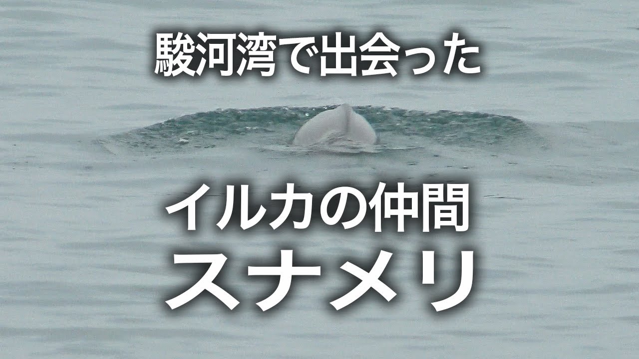 駿河湾で出会ったイルカの仲間「スナメリ」 - YouTube
