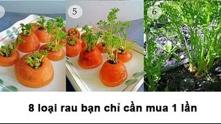 8 loại rau bạn chỉ cần mua 1 lần