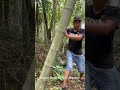 Lumberjack Level: EXPERT! 🪓 That Bamboo Chop is SO CLEAN! 🤯 #satisfying #ASMR #woodworking
