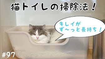猫トイレ掃除 Youtube 猫トイレ掃除 Youtube