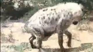 Zdumiewająca symbioza miodożera z miodowodem to nie mit!
