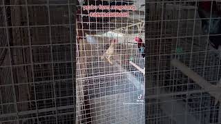 Harga Ayam Prabu Farm prabufarm peternak peternakayam