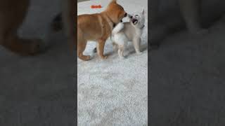 Dakine Shiba Inus Oregon Shiba Inus Playing