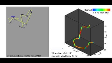 Motion of Escherichia coli: Run and Tumble