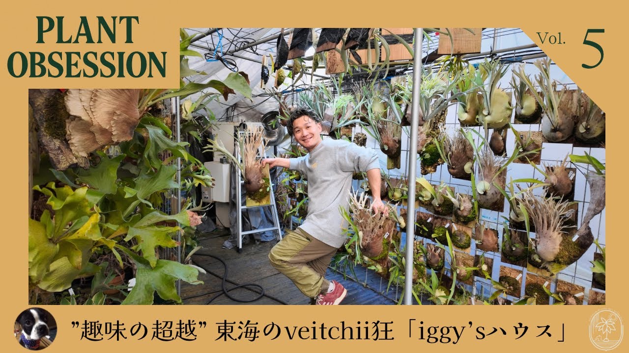 尖る！veitchii狂 iggy'sハウス【PLANT OBSESSION】