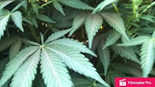 California Outdoor Grow —Girl Scout Cookies Strain Flowering Week 2