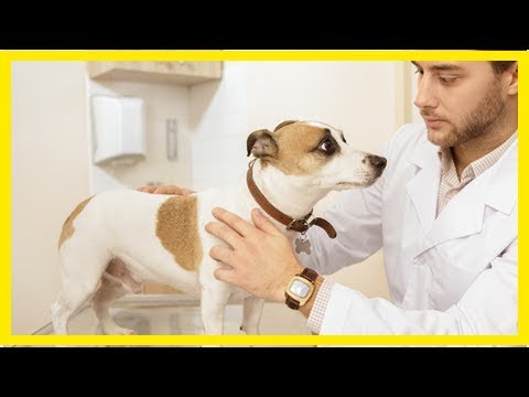 Video: Warum seufzen Hunde?