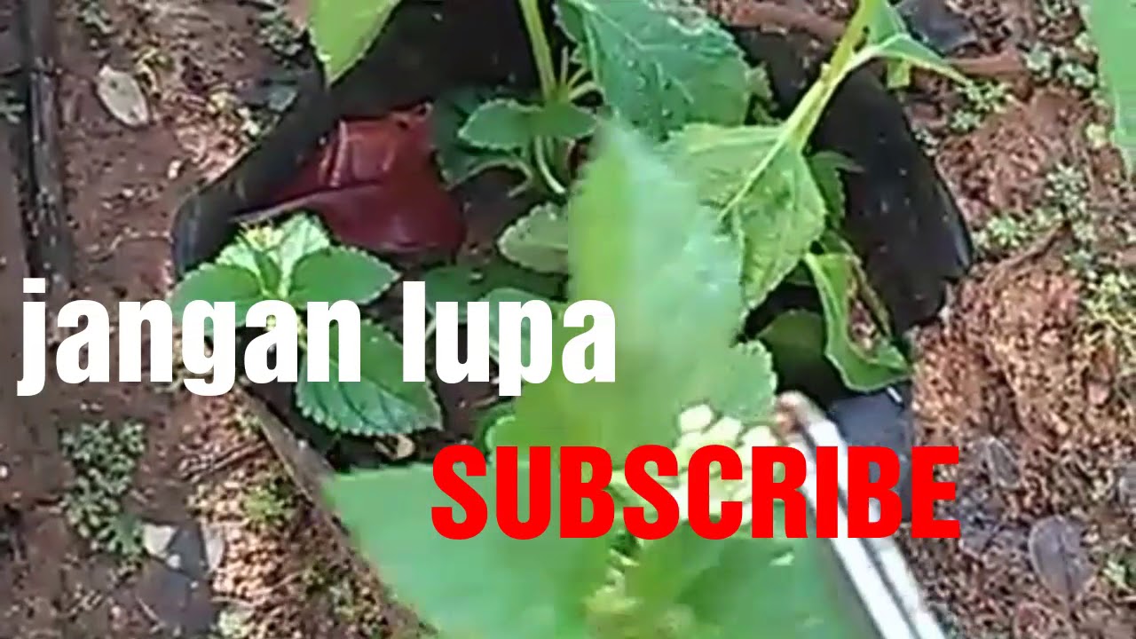 Cara budidaya lantana 