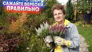картинка: Сажайте верески правильно