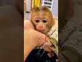 実の母親に捨てられた子ザルは、幸運にも心優しい人に巡り合うことができた。
