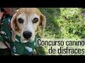 VLOG: Concurso de disfraces canino