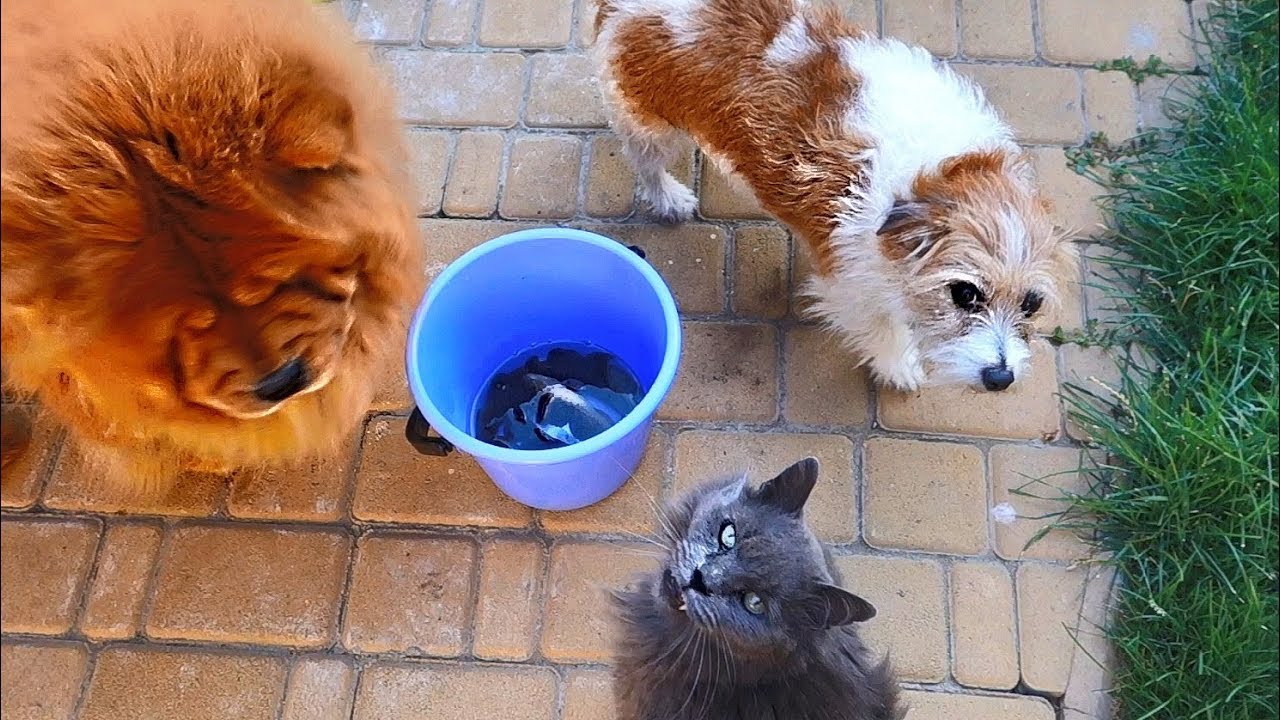 Приятного аппетита! Все коты и собаки любят рыбу. All cats and dogs love fish.