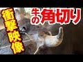 【衝撃映像】牛の除角（角切り）をモザイクなしで公開します！