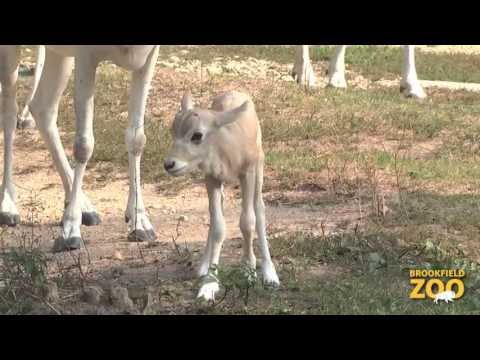 New Addax Calves at Brookfield Zoo