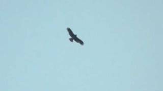 Dark-phase Booted Eagle