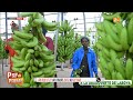 À la découverte de Laboya, un haut-lieu de la banane au Sénégal